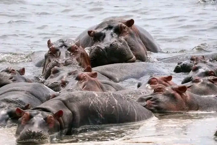 RDC : plusieurs hippopotames retrouvés morts le long de la rivière Semuliki au Nord-Kivu