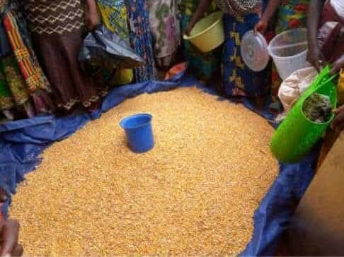 RDC : le prix du maïs chute de 40 % à Kamako dans le Kasaï