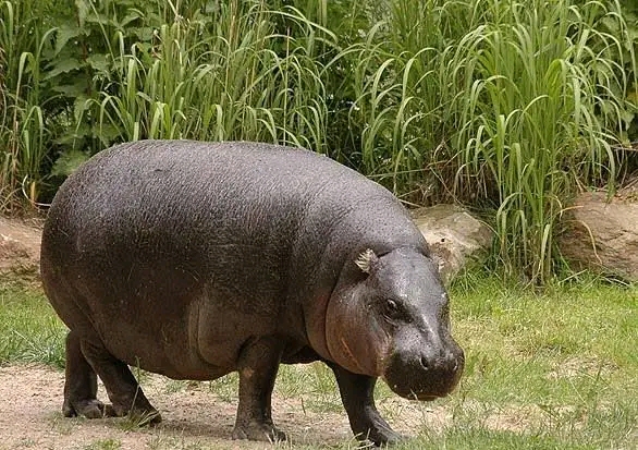 RDC : un hippopotame en divagation maîtrisé à Kalonga Mpoyi au Kasaï-Central